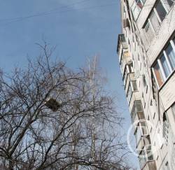 Матрац для барона на дереві у Чернігові - фото Матрац для барона на дереві у Чернігові - фото